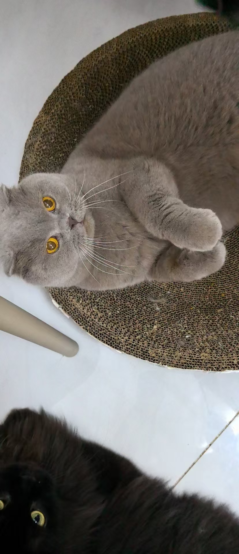 蓝猫弟弟六岁，身体健康，粘人，活泼可爱，性格温顺，免费领养哦，有喜欢可以